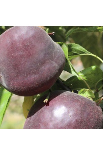 Шкірка абрикоса Чорний Оксамит з легким опушенням